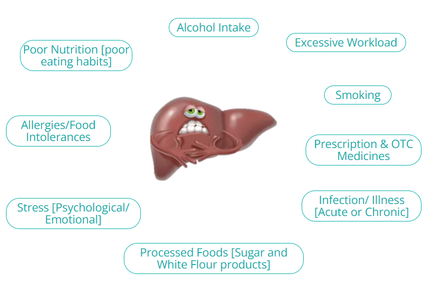 liver-info
